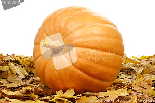 Image of Ripe pumpkins