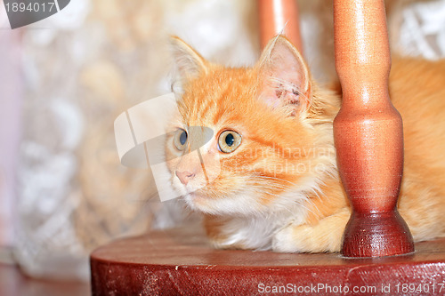 Image of redhead kitty