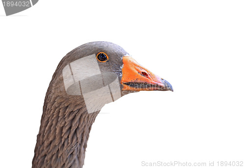 Image of goose head on white background