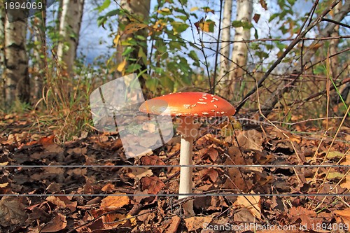 Image of big fly agaric amongst yellow dry sheet