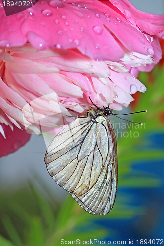 Image of butterfly is under flower to hide from rain