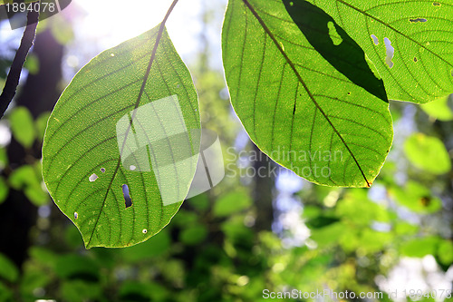 Image of texture of the wood sheet on timber background