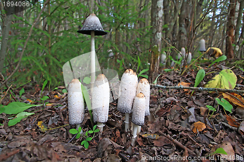 Image of group toadstool on wood background