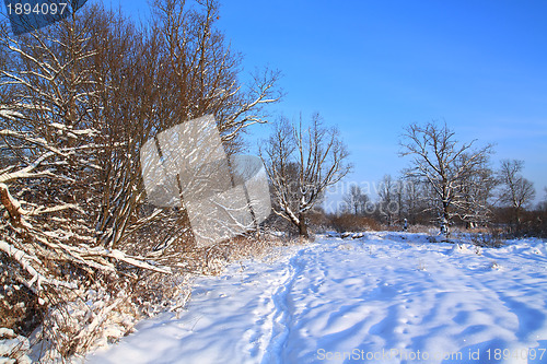 Image of winter wood lit bright sun