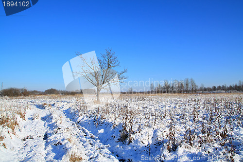 Image of small oak on field near roads