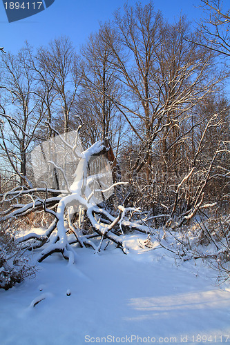Image of tumbled tree in winter wood