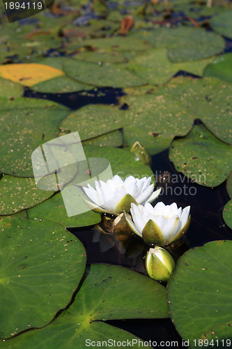 Image of water lilies on small lake 