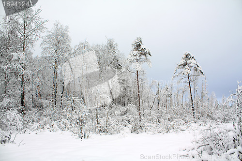 Image of snow wood at dull day
