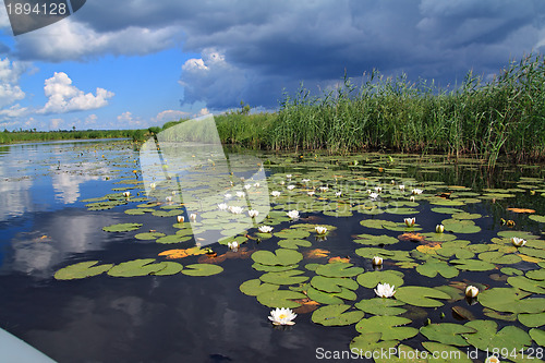 Image of water lilies on small lake 