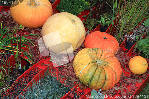 Image of pumpkin set on rural market