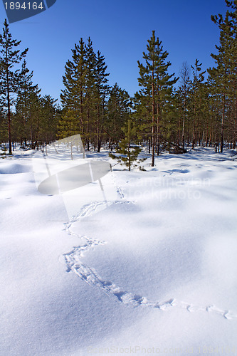 Image of capercaillie trace on white snow