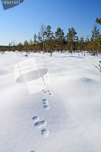 Image of hare trace on white snow