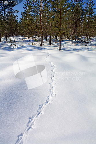 Image of capercaillie trace on white snow