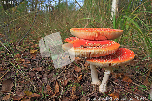 Image of fly agarics in wood