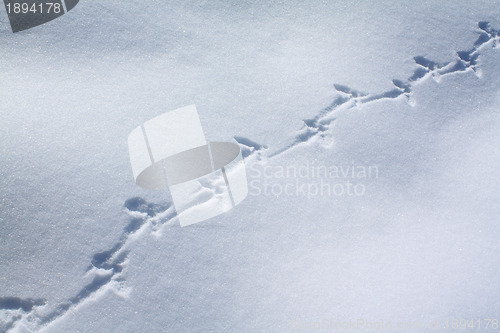 Image of capercaillie trace on white snow