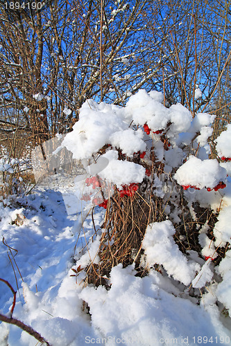 Image of red berries of the viburnum in snow 