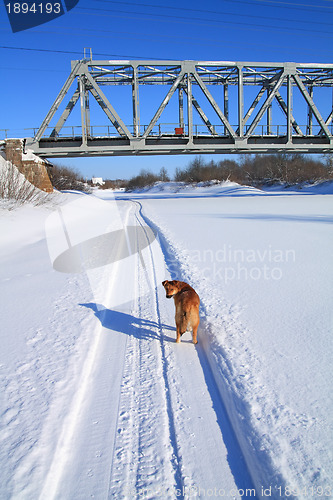 Image of redhead rambling dog near railway bridge