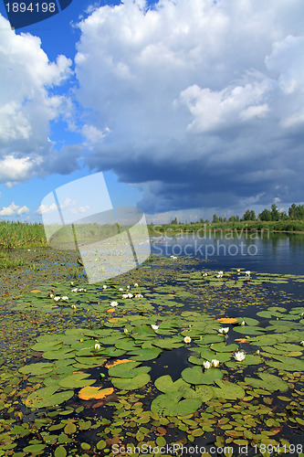 Image of water lilies on small lake 