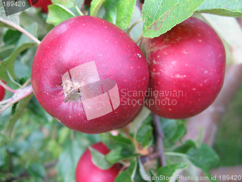 Image of apples