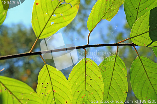 Image of wood sheet on blue background