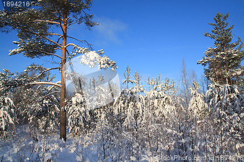 Image of pines in snow on celestial background 
