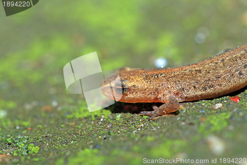 Image of small lizard on green stone