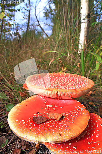 Image of fly agarics in wood