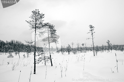 Image of pine wood in winter marsh