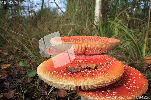 Image of fly agarics in wood