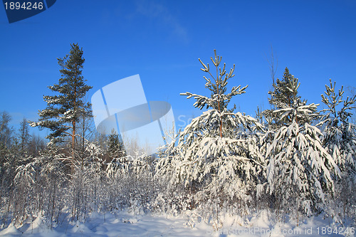 Image of pines in snow on celestial background 