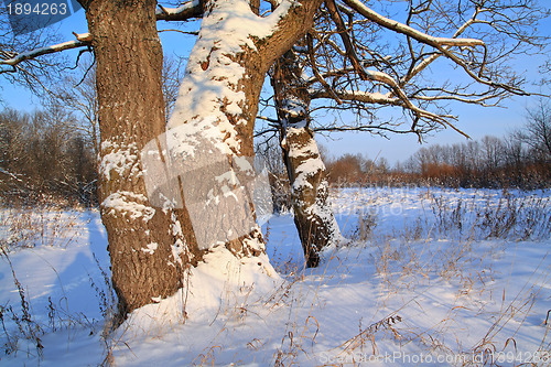 Image of old oak lit bright sun