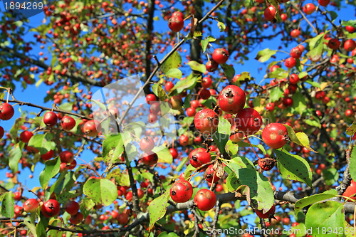 Image of small red apple on green branch