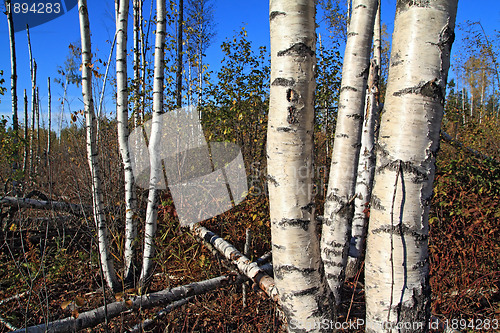 Image of birch copse on summer field 