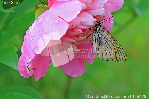 Image of butterfly is under flower to hide from rain