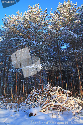 Image of pine wood in winter snow