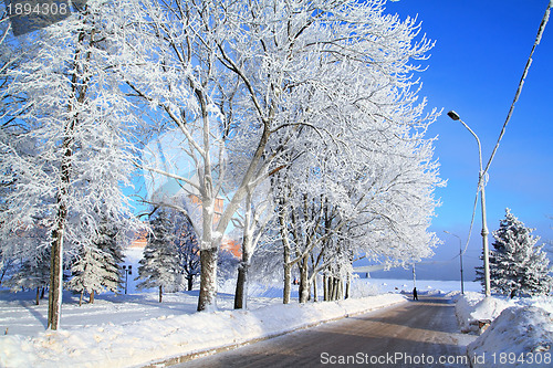 Image of tree in snow near roads 