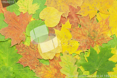 Image of 	Different tree leaves in the fall