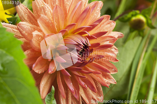 Image of 	Dark pink dahlia flower on grass background