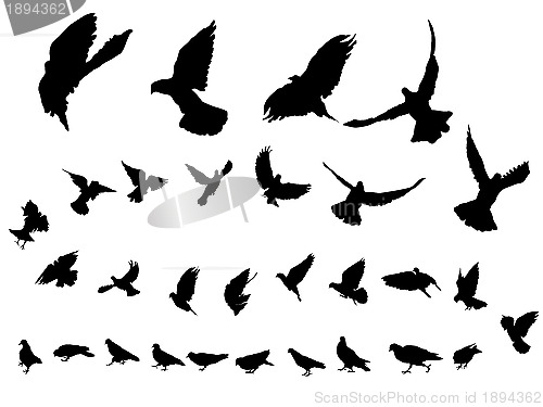 Image of Pigeons