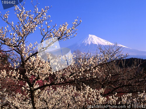 Image of Plum blossoms IV