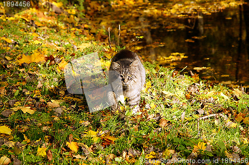 Image of Cat and leaves