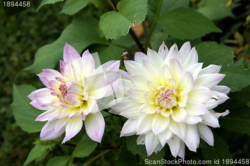 Image of White dahlia