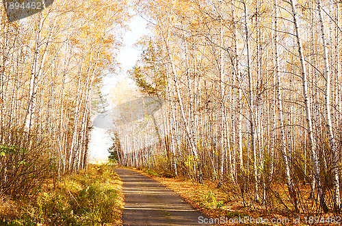 Image of autumn road