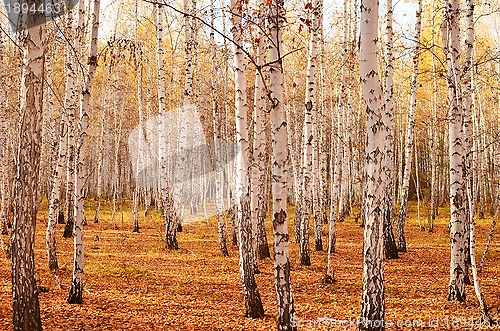 Image of autumn forest