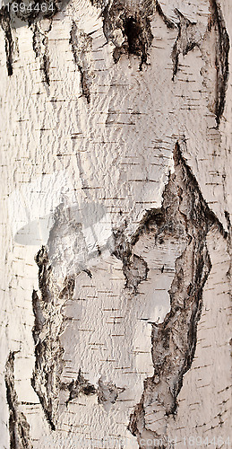 Image of birch bark