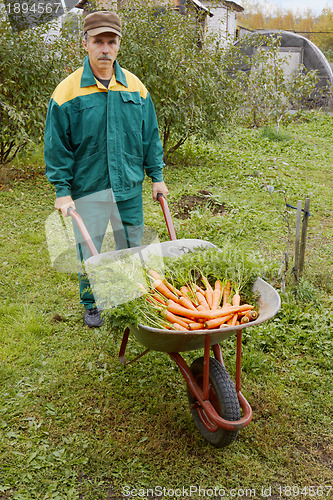 Image of Carrots transportation