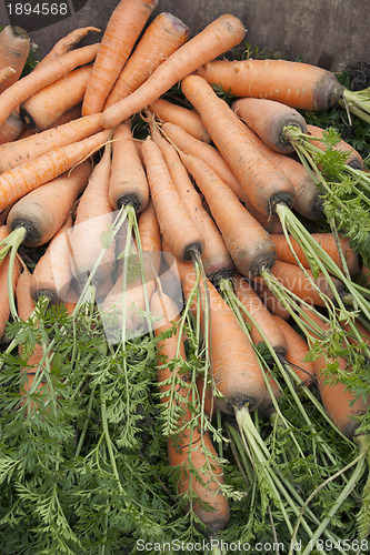 Image of Carrots with a tops of vegetable