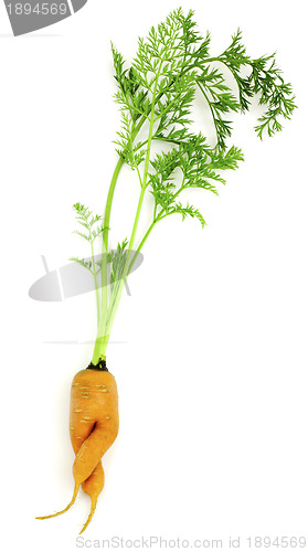 Image of Carrot-girl