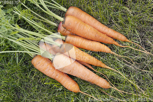 Image of Carrots with a tops of vegetable