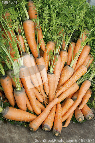 Image of Carrots with a tops of vegetable